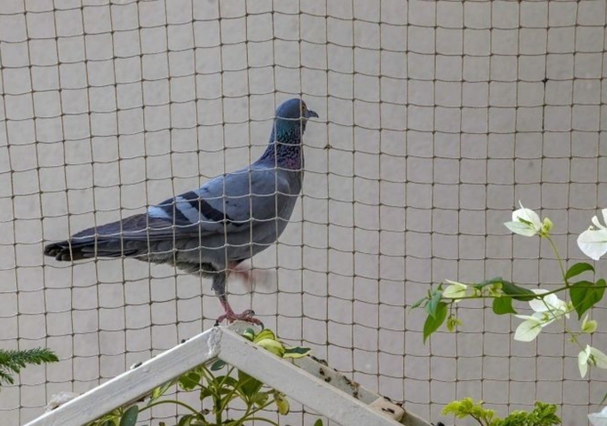 Protection against birds in Doha