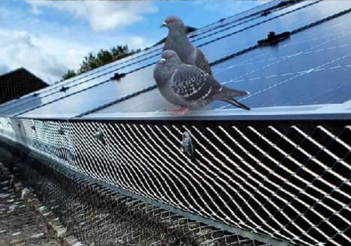 birds on house roof protect your house from birds in Qatar with pesticide Guard