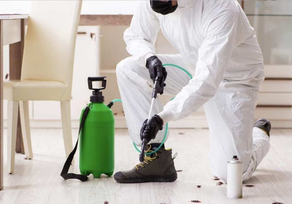 cockroach in house protect your house from cockroaches in Qatar with pesticide Guard