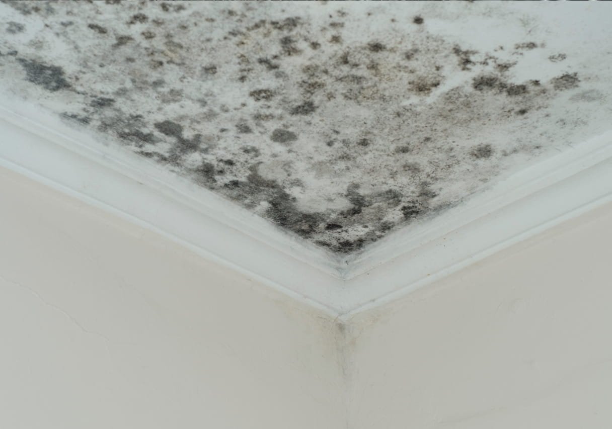 Protection against mold in Doha