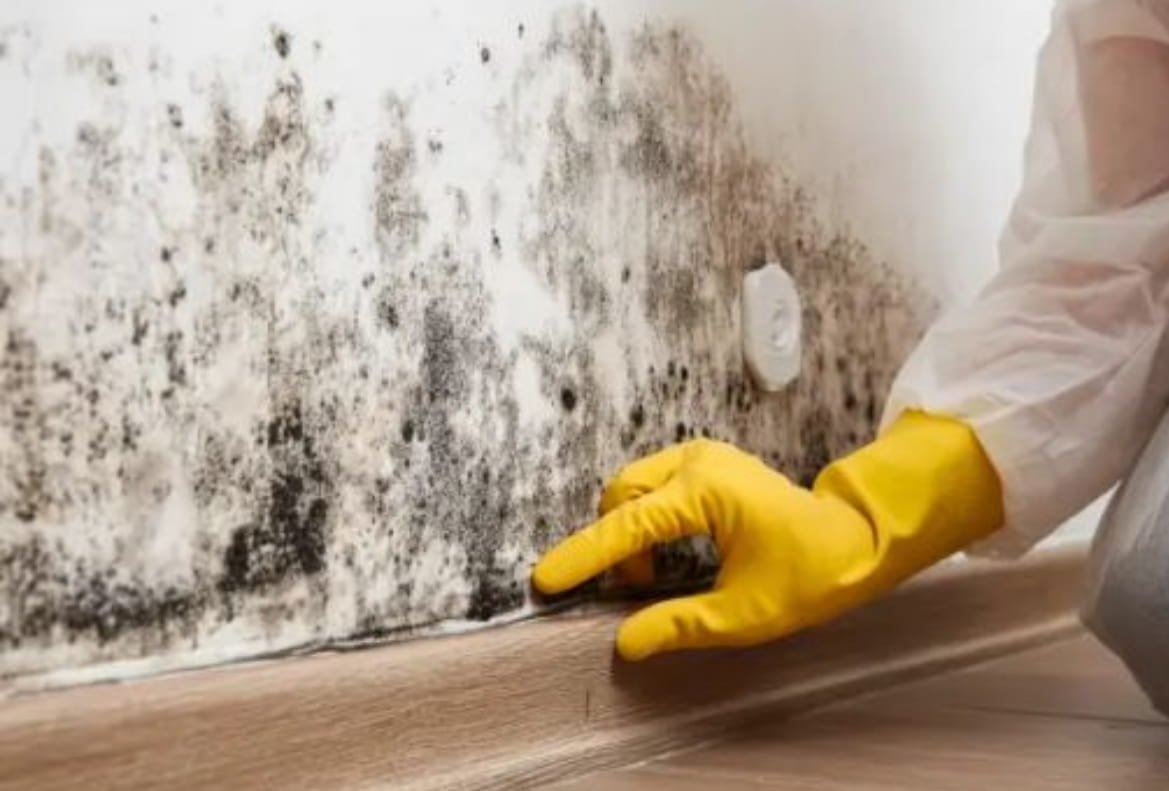 Mold Treatment