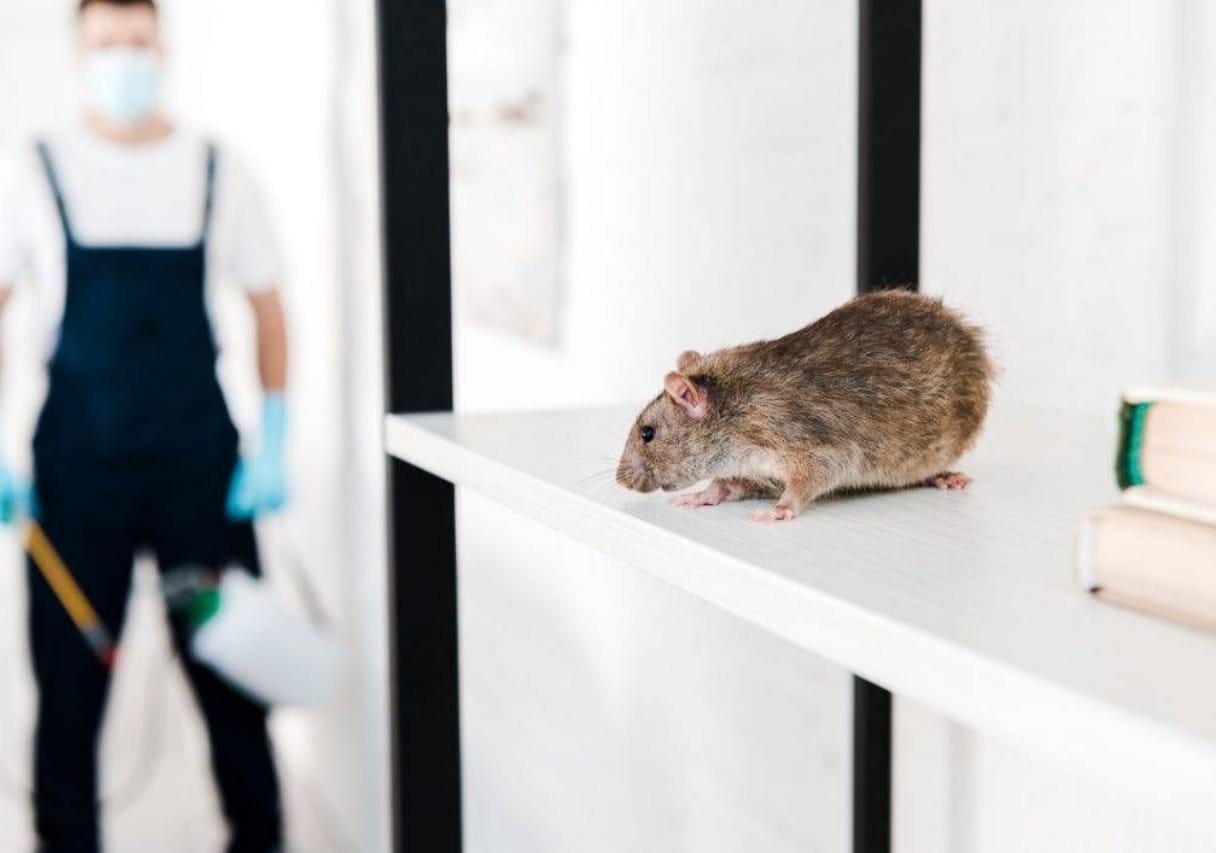 rodent in house protect your house from rodents in Qatar with pesticide Guard