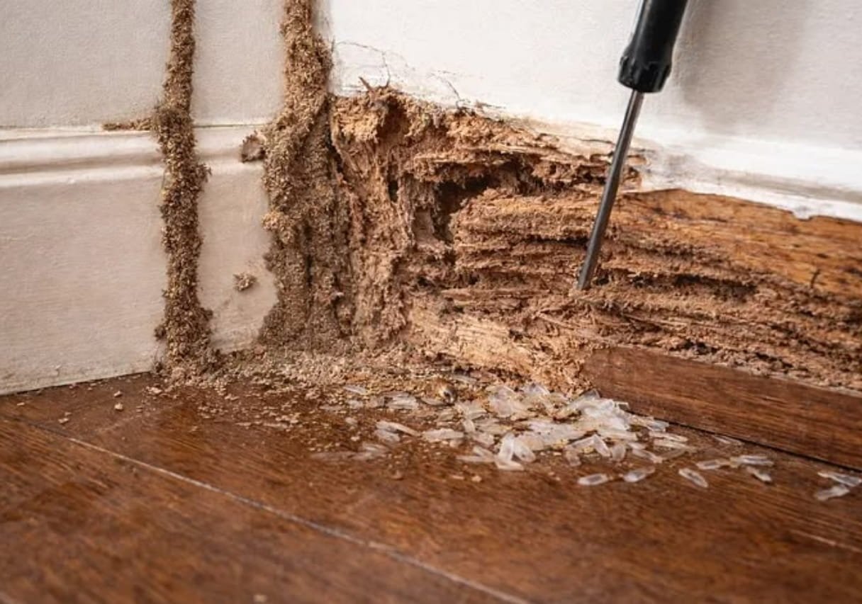 wood covered in termite protect your house from termite in Qatar with pesticide Guard
